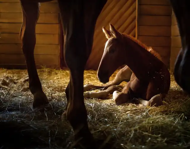 Neonatal Equine Mare Care